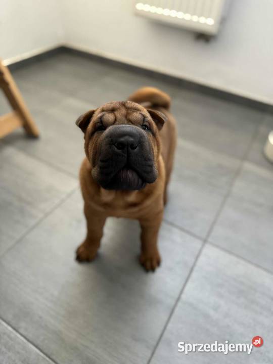 Shar Pei z Rodowodem ZKwP FCI Polska Nowa Wieś sprzedam