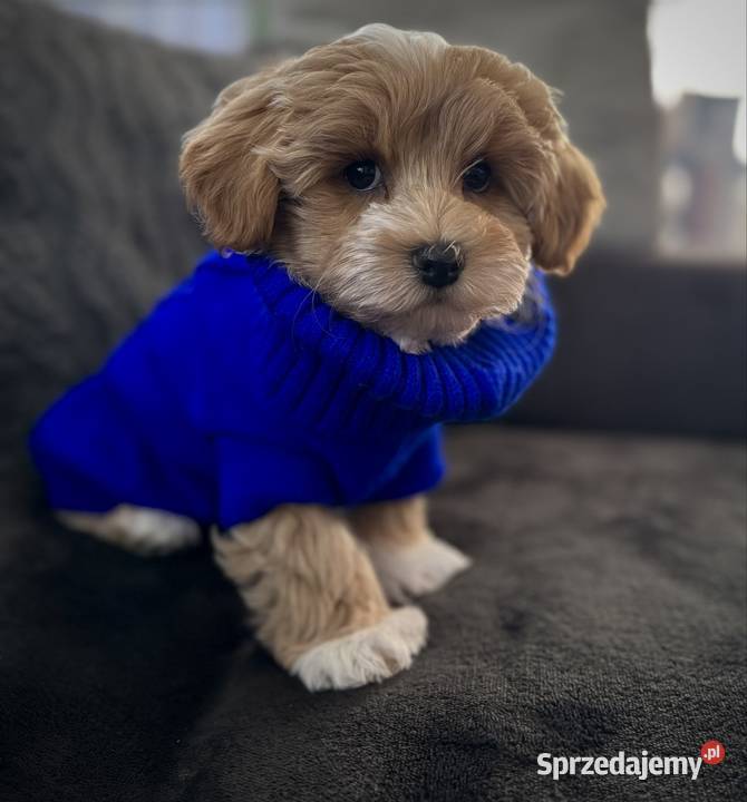 Maltipoo ciemny chłopiec gotowe do odbioru Maltańczyk Wadowice
