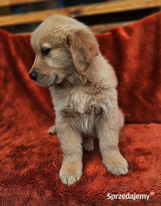 Golden Retriever złoty szczeniak łódzkie Polesie