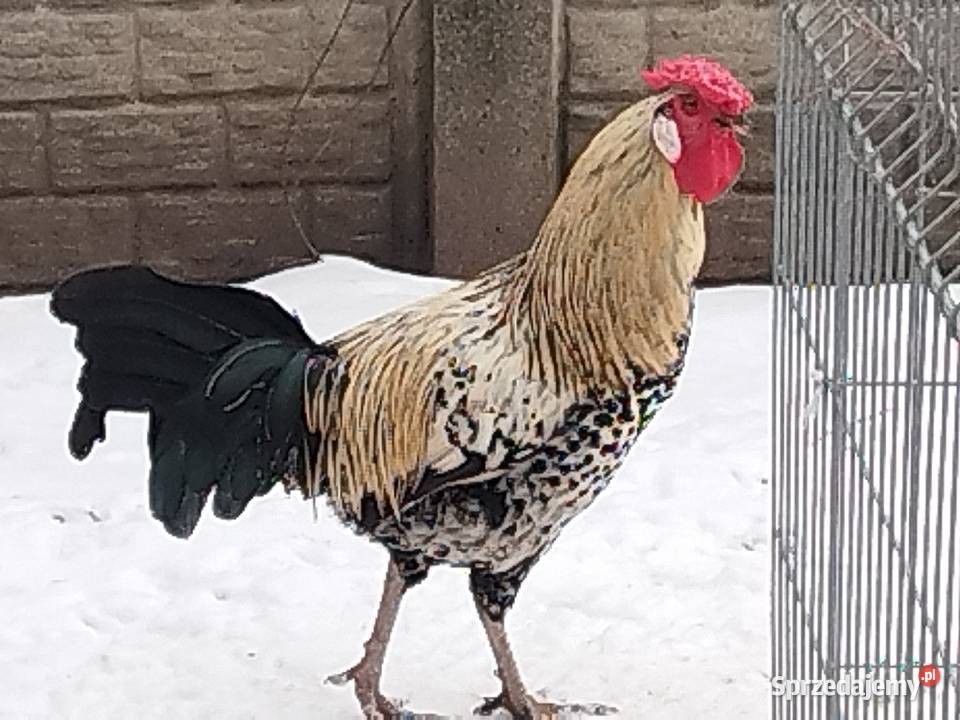 Sprzedam koguty ozdobne kogut Wyandotte Ptaki Kalisz