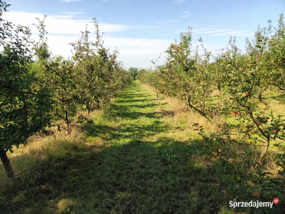Działka sad Annopol sprzedam