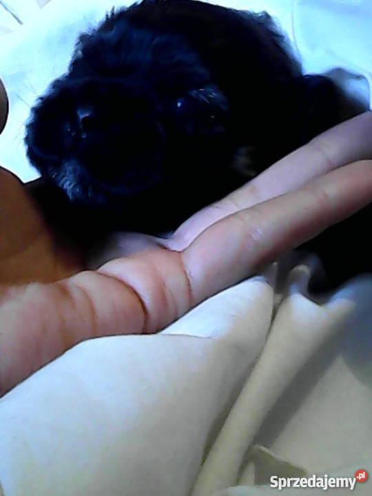 Szczeniaki shih tzu zachodniopomorskie Stargard Szczeciński