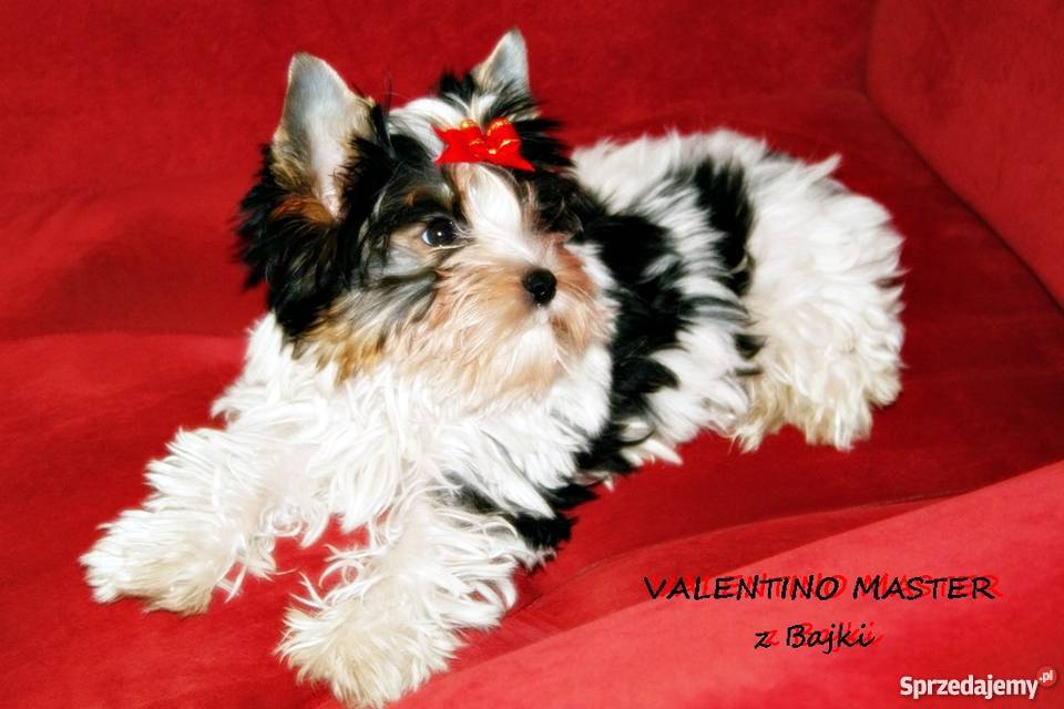 York Urwis rodowodowy Kolorowy Unikatowy Biewer Psy sprzedam