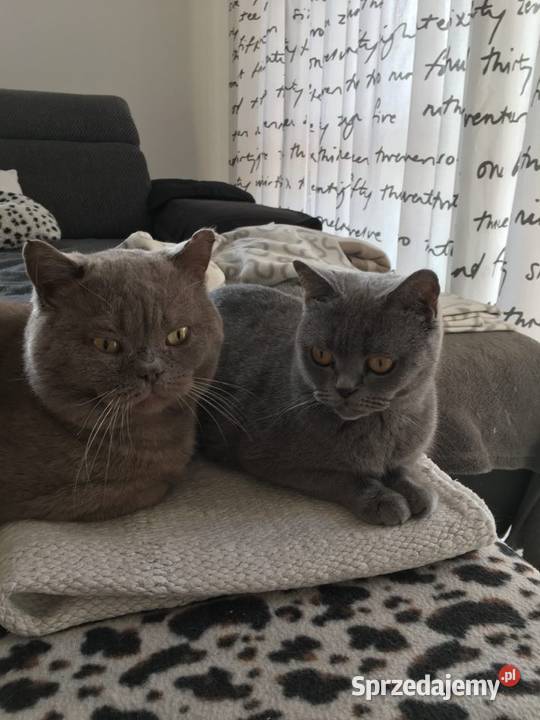 Koty brytyjskie podkarpackie Dębica