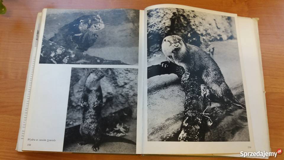 ALBUM Polowanie z kamerą Jaroslav Holeek Złotniki sprzedam