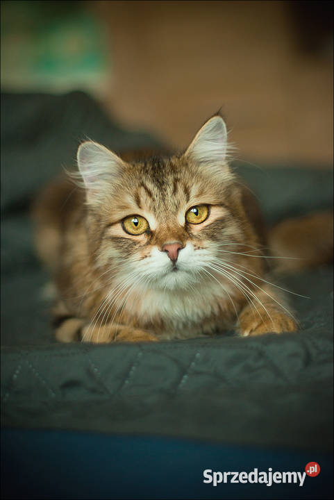 Voulezvous ahha czy chcesz Koty Opole