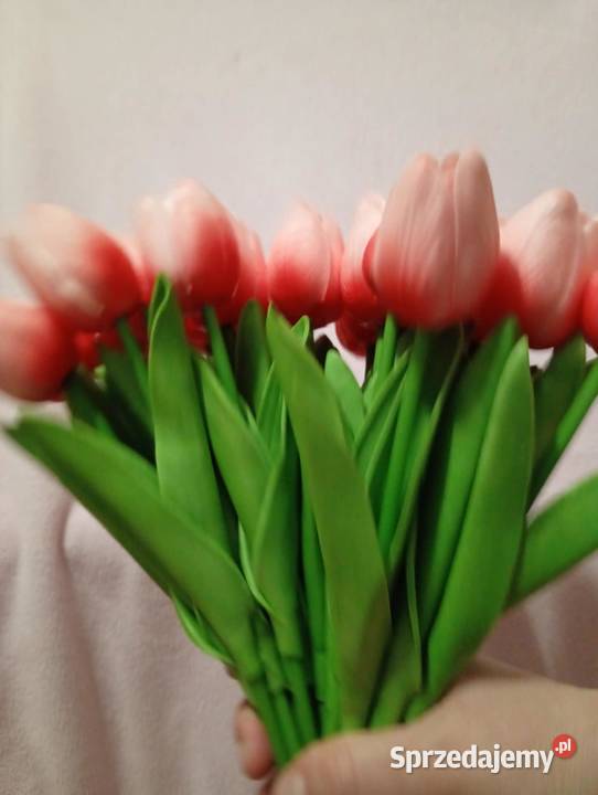 Tulipany Pozostałe sprzedam