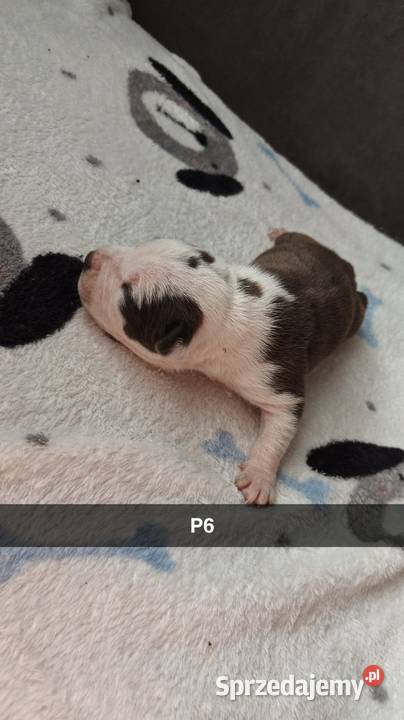 Amstaff Szczeniąta Błękitno Płowe Liliowe Blue Strzałków