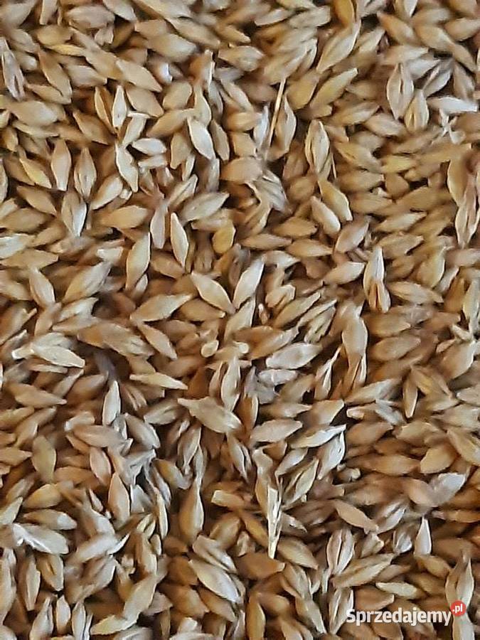 Pszenica i jęczmień Pleśna