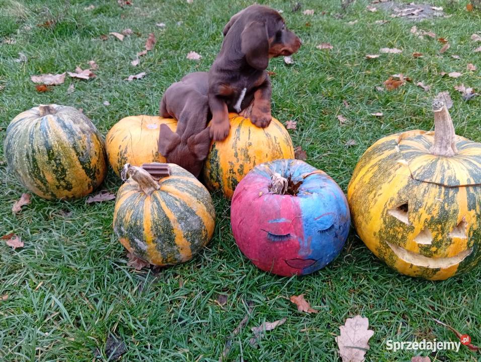 Jamniki brązowe 2 Jamnik lubelskie Garbów