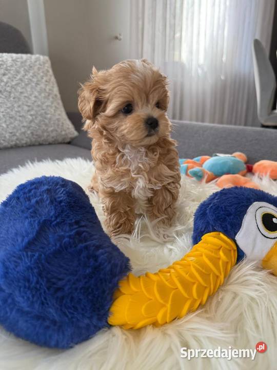 Maltipoo xxs pieski Lipsko