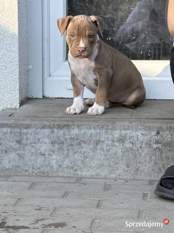 American bully xl szczeniak wielkopolskie Czerlejno
