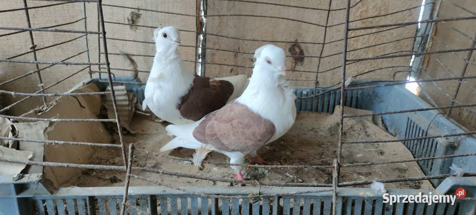 Sprzedam gołębie orliki i mewki lubelskie Tokarówka sprzedam