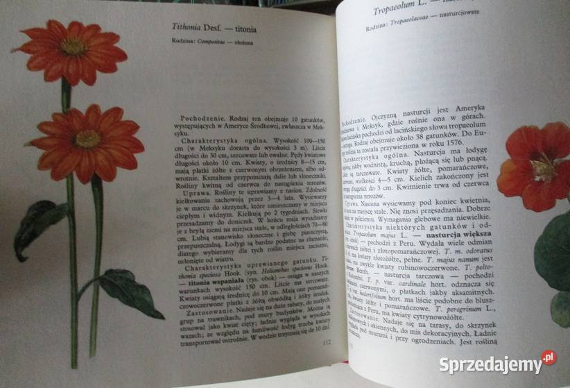 Rośliny ozdobne ogrodowe pokojowe ogród uprawa Łódź