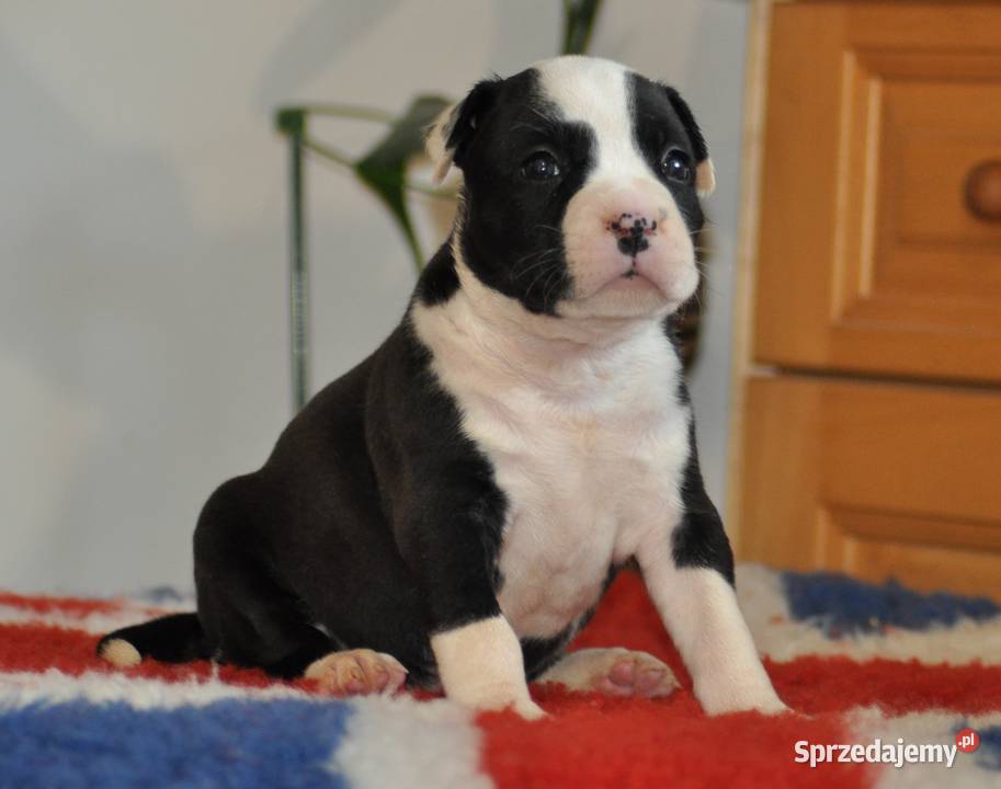 Amstaff zkwp FCI przepiękne suczki Koziegłowy