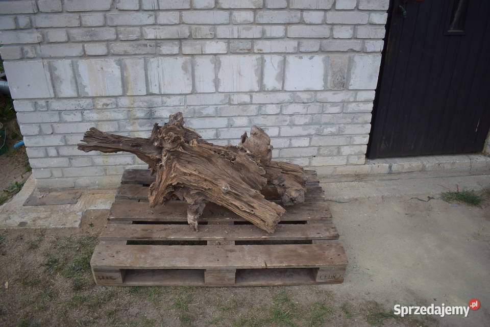 Korzeń ozdobny do ogrodu Połaniec