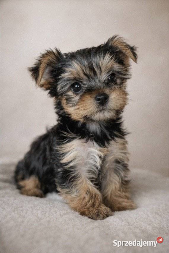 Urocze szczenięta rasy yorkshire terrier Warszawa