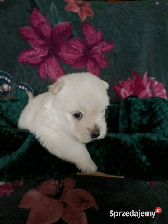 Wzorcowy West Westie Westik mega gęsty włos Krapkowice sprzedam