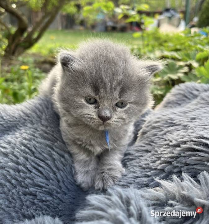 Blue boy słodkie brytyjskie kocurki łódzkie