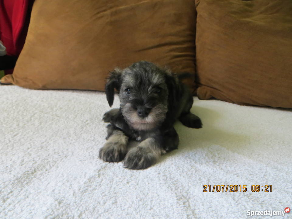 Sznaucer miniaturka śląskie Częstochowa