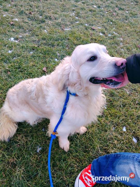 Piękny kremowy Golden Retriever 2 lata łagodny Radomsko