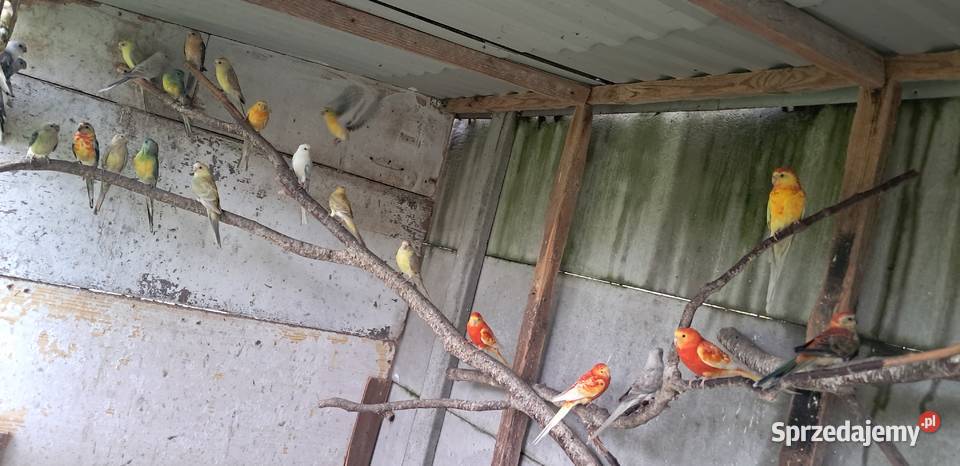 Papugi świergoty różne mutacje Ptaki sprzedam