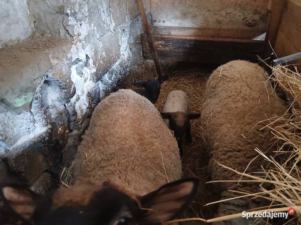 Sprzedam jagniąta czarnoglówki 3miesiace podkarpackie Lipnica Dolna