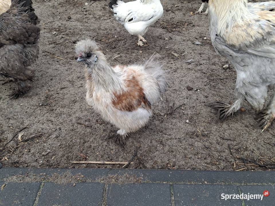 silki jedwabiste Drób i ptactwo lubelskie Sułoszyn