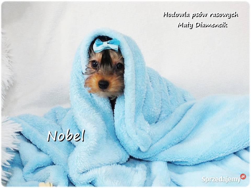 Yorkshire Terrier Malutki Mini Piesek NOBEL z lubuskie Żary
