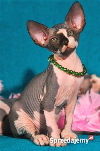 SPHYNX CANADIAN Zaprasza Cattery De TrojanS