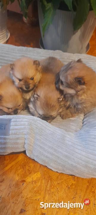 Szpic miniaturowy pomeranian Janowice