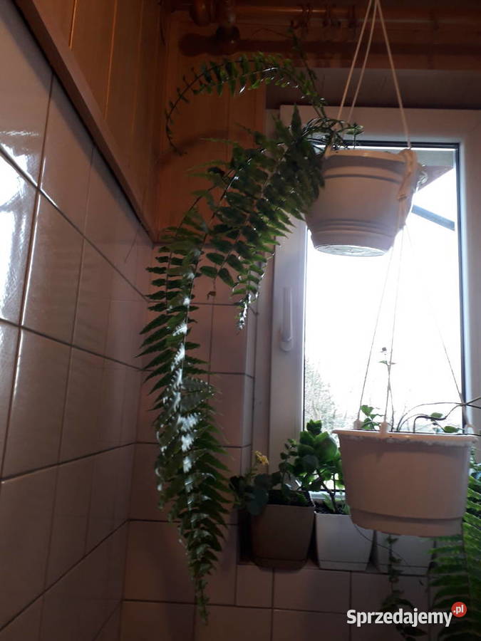 Kwiat doniczkowy paproć różne Skoczów