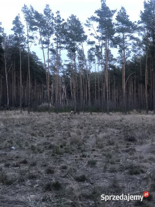 Zielonka Przyłęki działka z własnym lasem Bydgoszcz