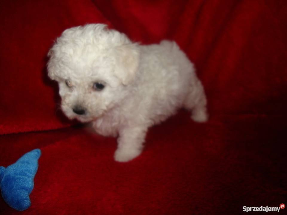 Bolończyk ostatnia suczka z metryką KC Pozostałe wielkopolskie Kościan