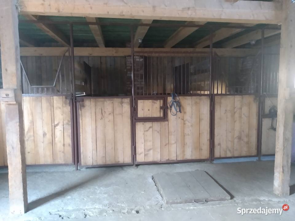 BOKSY KONI używane Jangrot