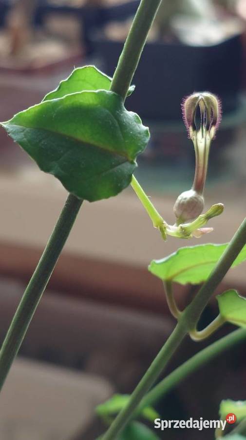 Ceropegia ciekawa odmiana roślina z kolekcji Warszawa sprzedam