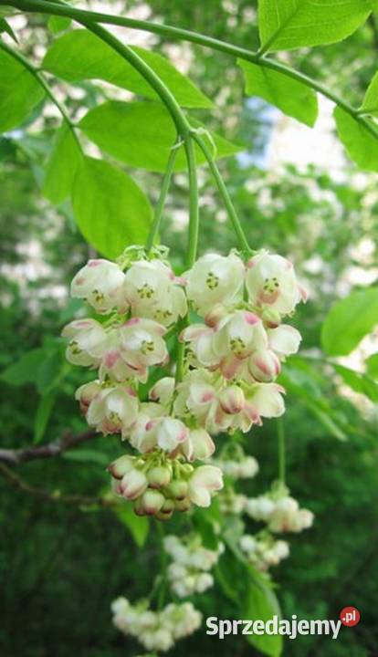 KŁOKOCZKA POŁUDNIOWA Staphylea pinnata NASIONA Nasiona