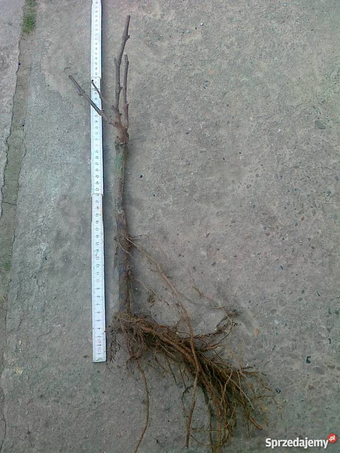 Sadzonki winorośli winogrona deserowe na wino z Rośliny Jasło sprzedam