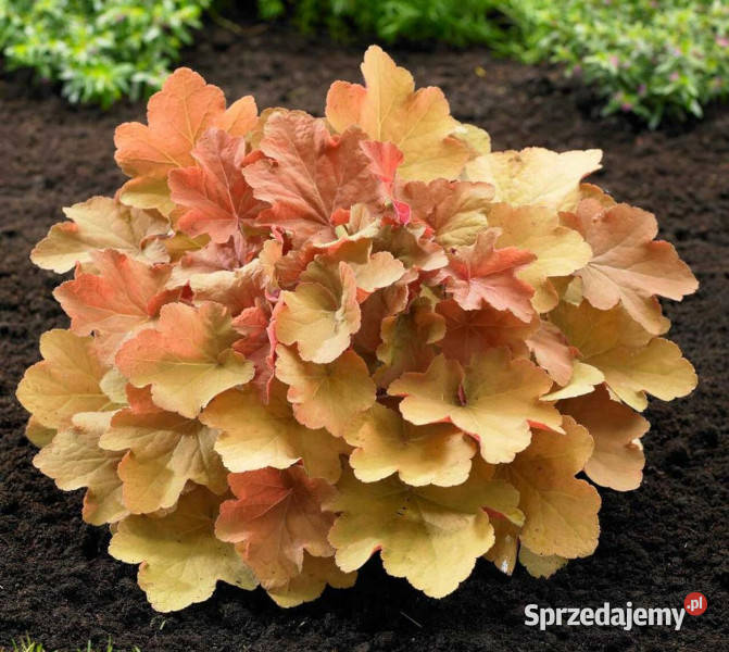 ŻURAWKA Caramel Heuchera sadzonki w doniczkach Ustronie