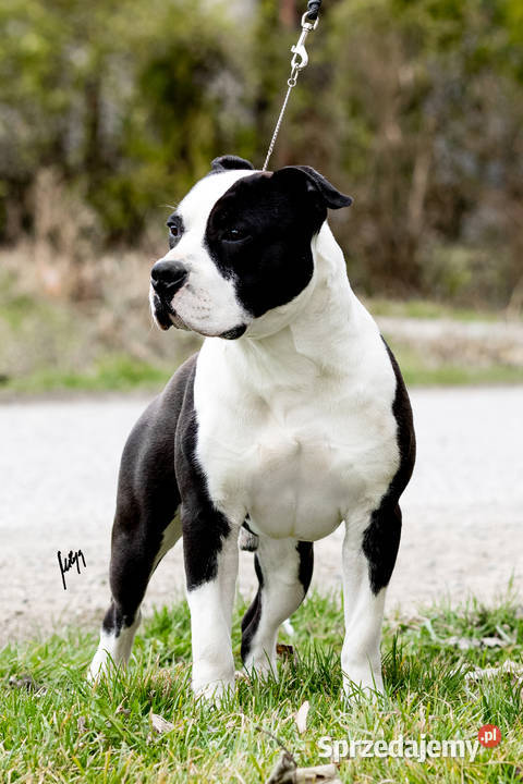 Amstaff zkwp fci wybitny miot