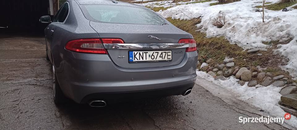 Ładny jaguar Kraków