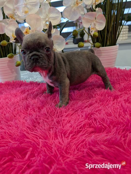 Buldog francuski niebieski Olsztyn