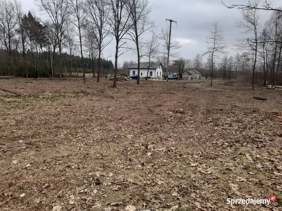 Działka w Babsku Twoja enklawa wolności Sprzedaż Babsk