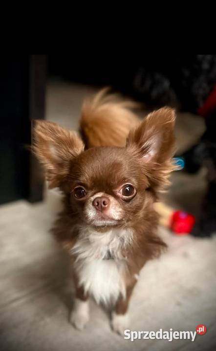 Chihuahua krótkowłosy FCI Mini Xs Chihuahua Zwierzęta Kalisz