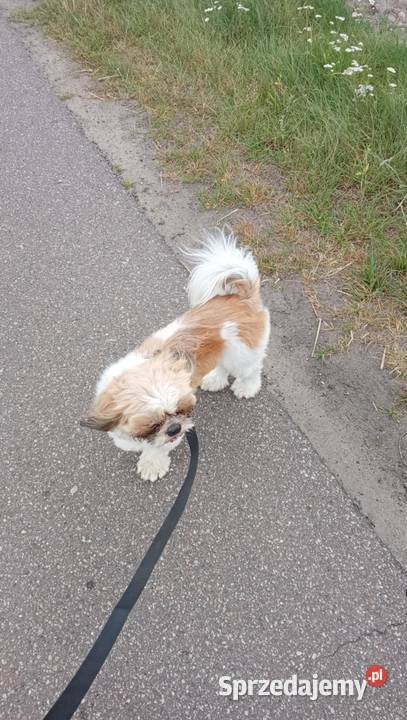 mam ślicznego pieska dorosłego uwielbia dzieci mazowieckie Grabówiec sprzedam