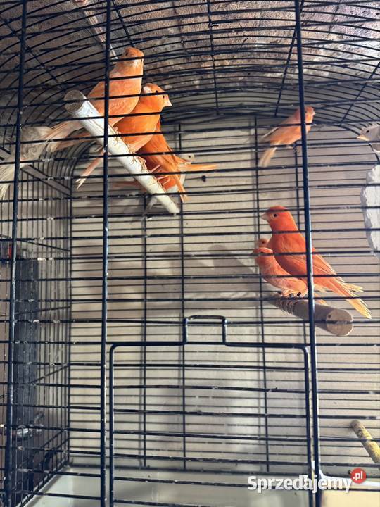 Kanarki CzerwoneOpal Mozaika