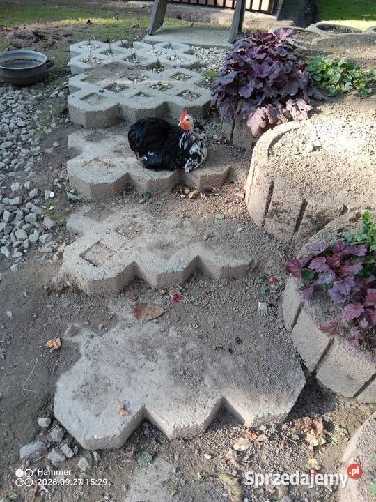 Sprzedam drób ozdobny kochiny miniaturowe i sprzedam