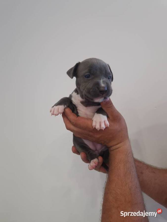 American Staffordshire Terrier Brzeg