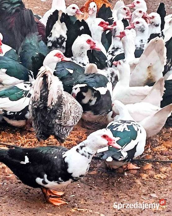 Kaczki i Kaczory Rasy Francuskiej sprzedam