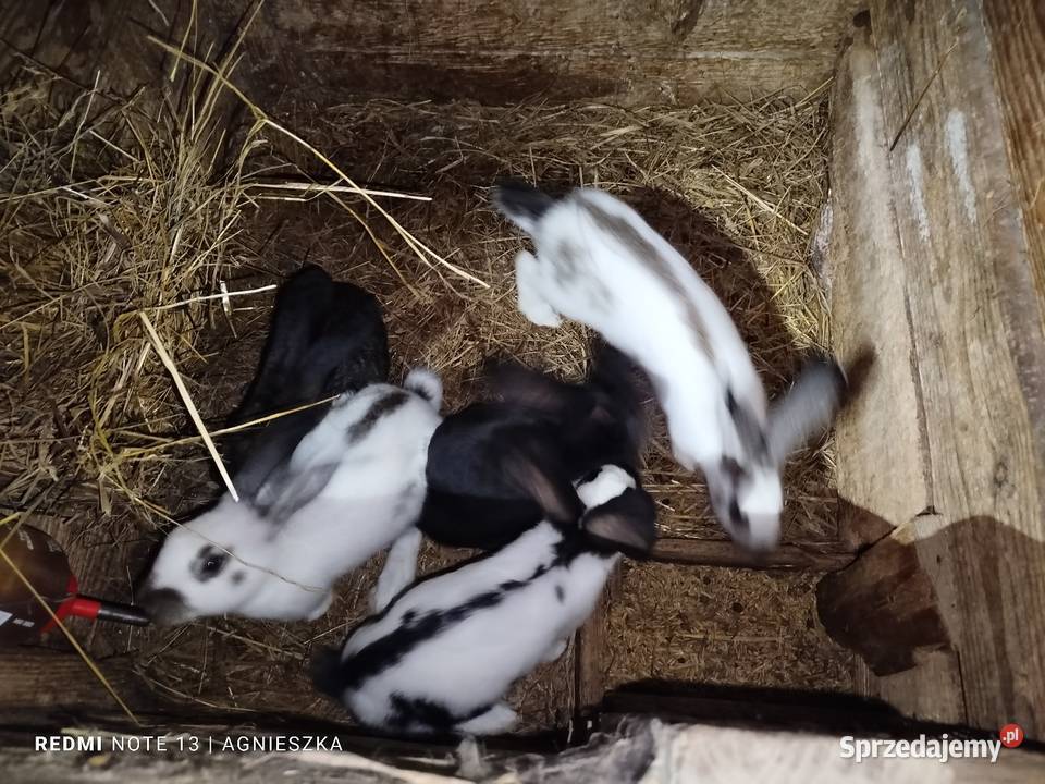 Króliki rasowe i hodowlane Dylągowa